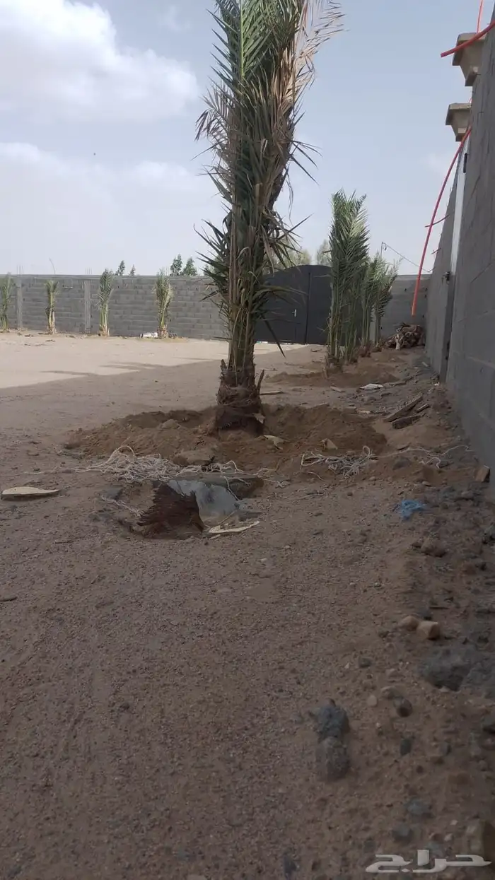 بياض نجران كفو 2