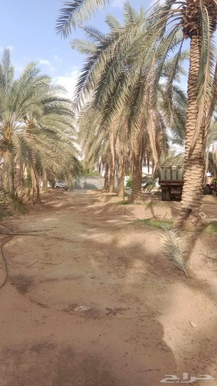 يوجد نخل كبار البيع سكري نبت علي خلاص برحي 1