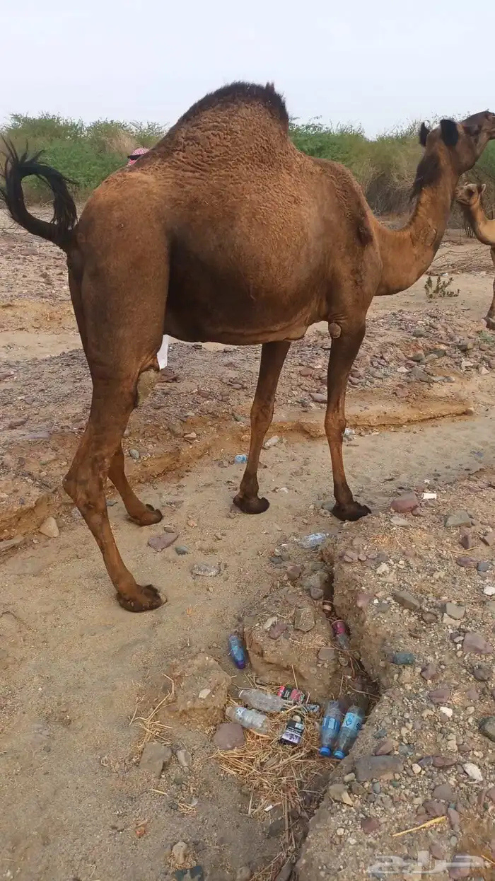 عشرا لقحه ببنتها تم البيع 0