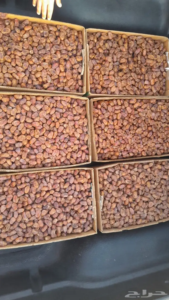 تمر خلاص انتاج مزارع غرب الجبيل اكثر من 90 كرتون وزن 20 ك 1