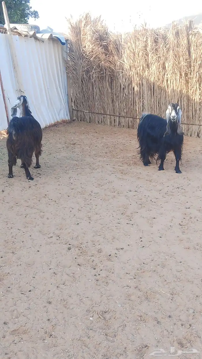 معزا عوارض مضاريع 3