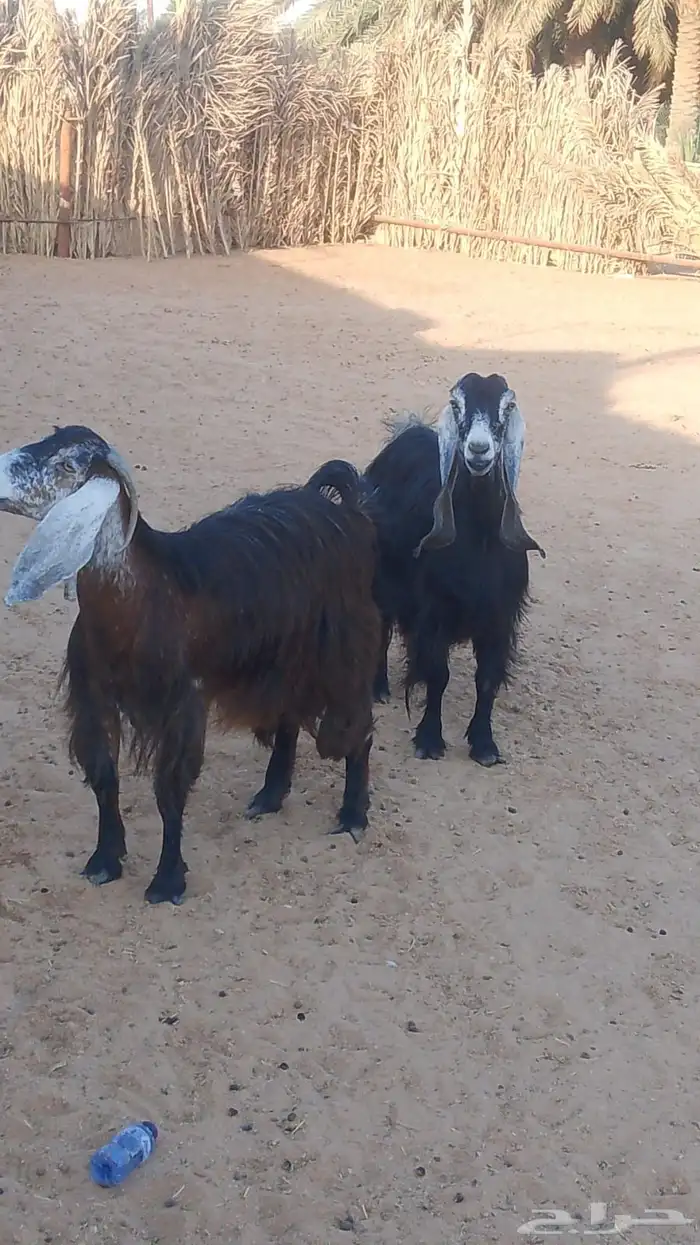 معزا عوارض مضاريع 2