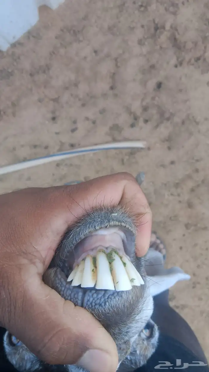 معزا عوارض مضاريع 4