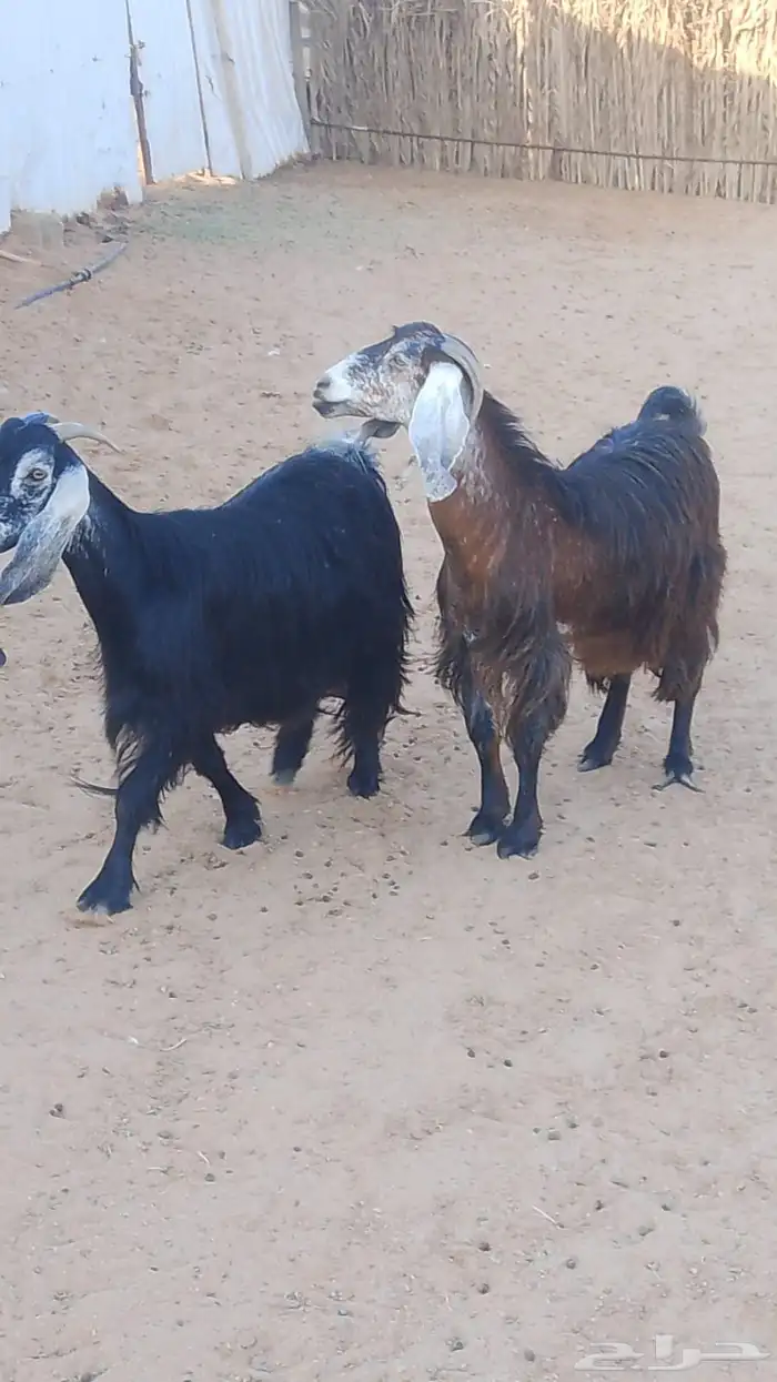 معزا عوارض مضاريع 0
