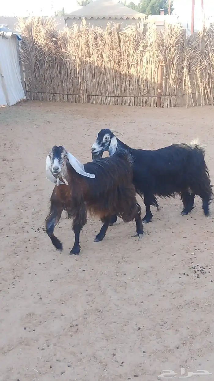 معزا عوارض مضاريع 1