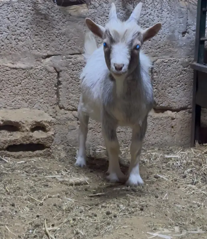 ماعز قزم 0
