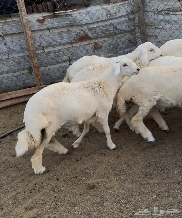 ذبايح طليان حري سواكن مع الذبح والتوصيل 16