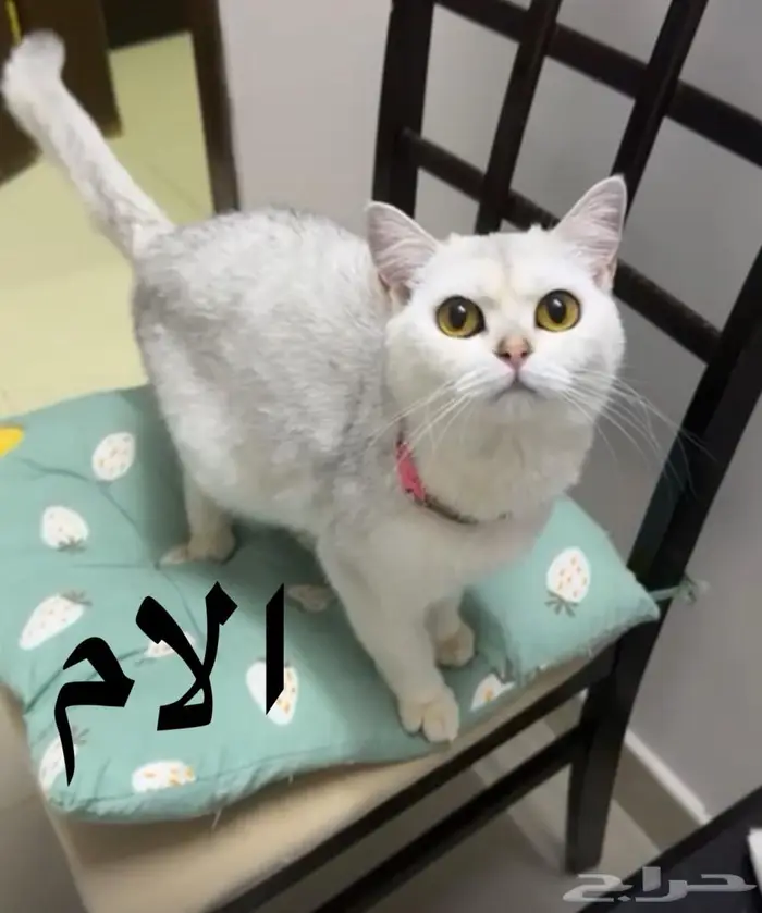 كيتن للبيع سكوتش ستريت 4