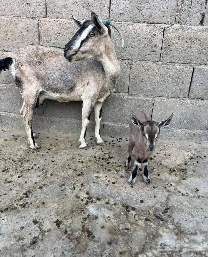 معزا متابيع لون الصيد ولد وعل 2