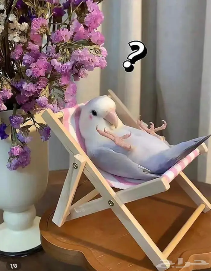فندق الطيور للأجازات والسفر 0