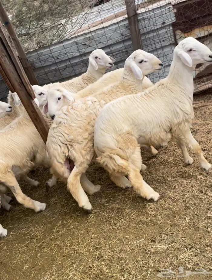 ذبايح طليان حري سواكن مع الذبح والتوصيل 2