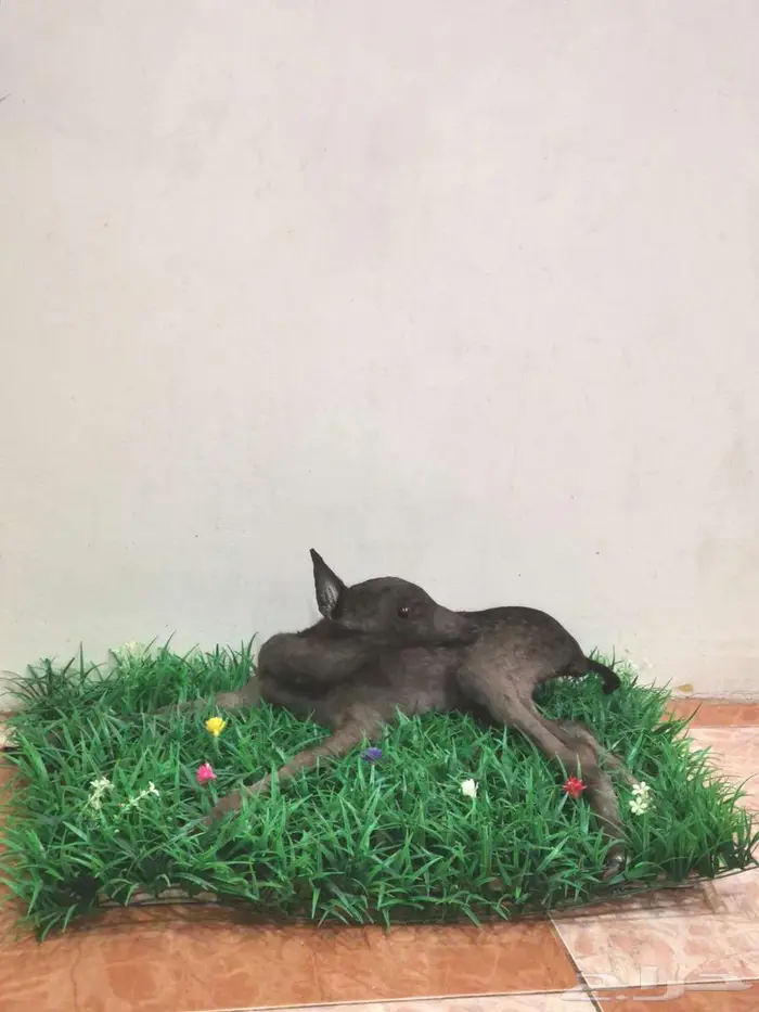 تحنيط. طيور ( للمفاهمة واتساب ) دجاج محنط في عش الأحساء 21