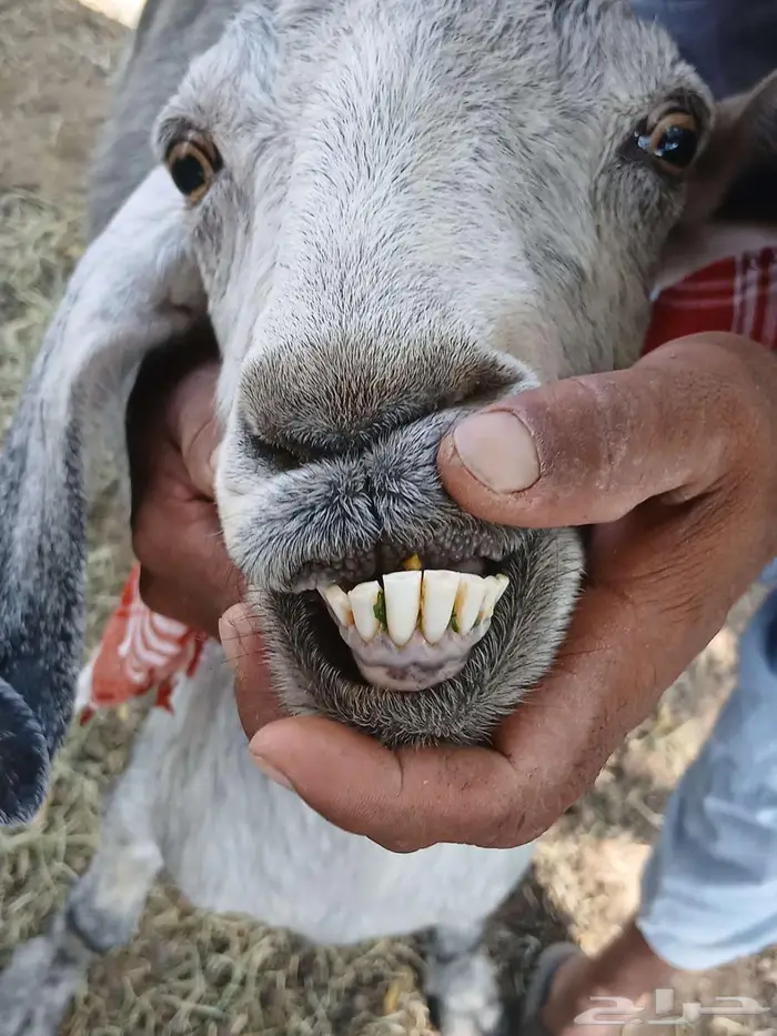 معزا ثلاث مضاريع 0
