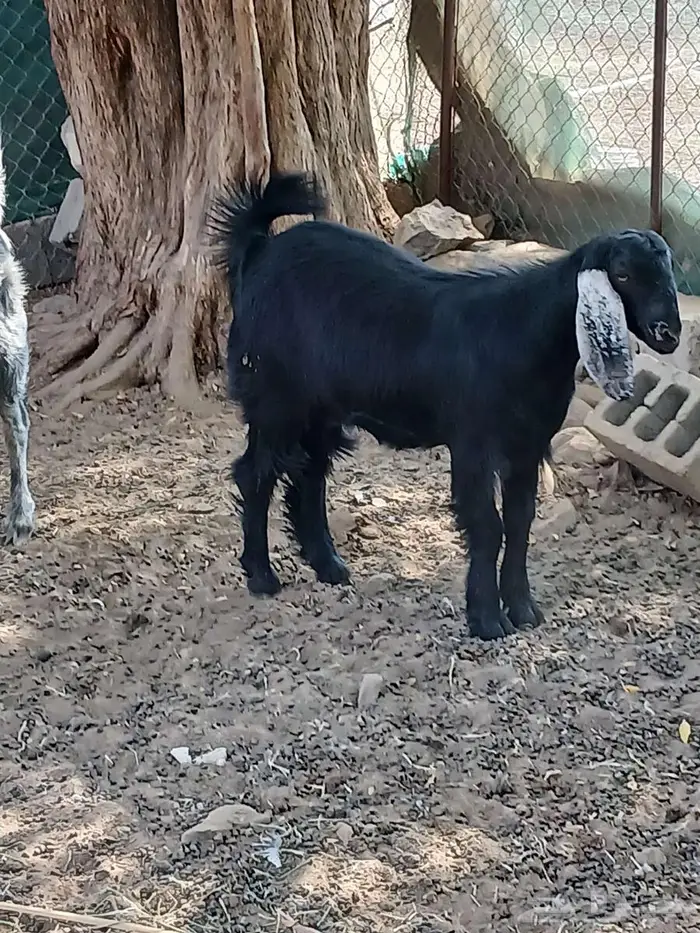 معزا ثلاث مضاريع 2
