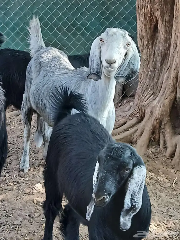 معزا ثلاث مضاريع 3