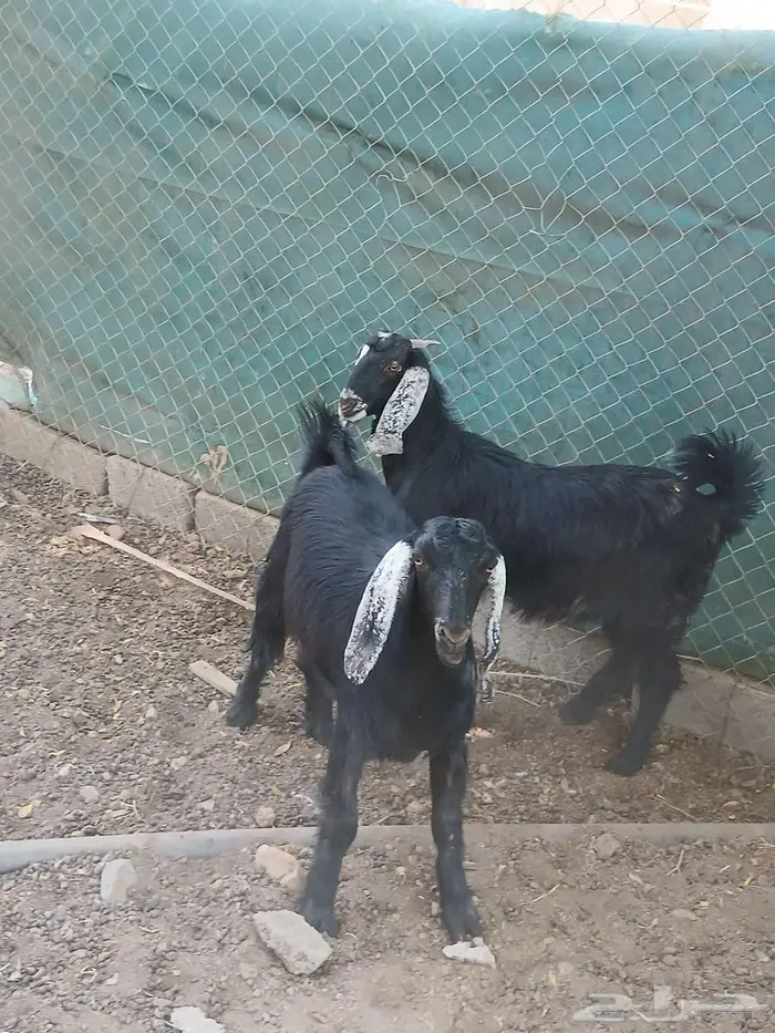 معزا ثلاث مضاريع 6
