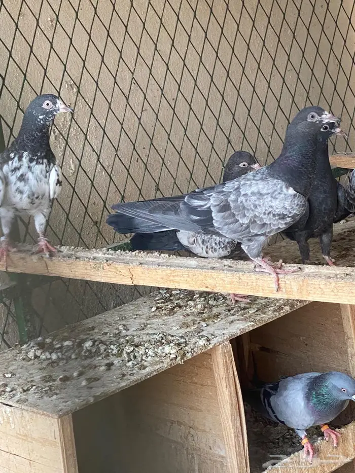 حمام باكستاني 2
