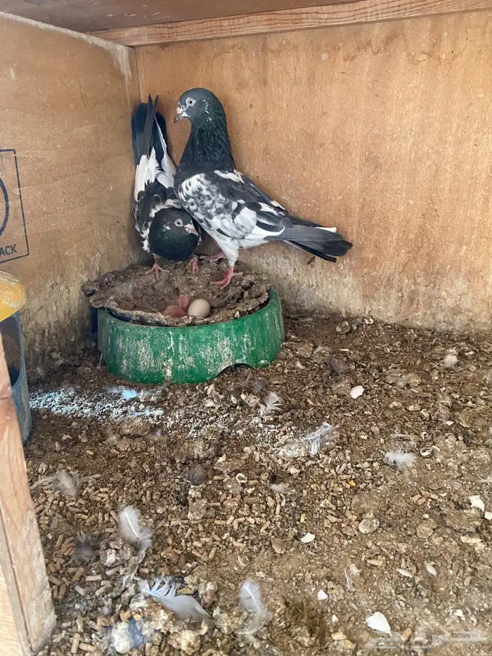 حمام باكستاني 7