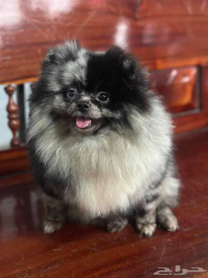 I need male for stud my female. 0