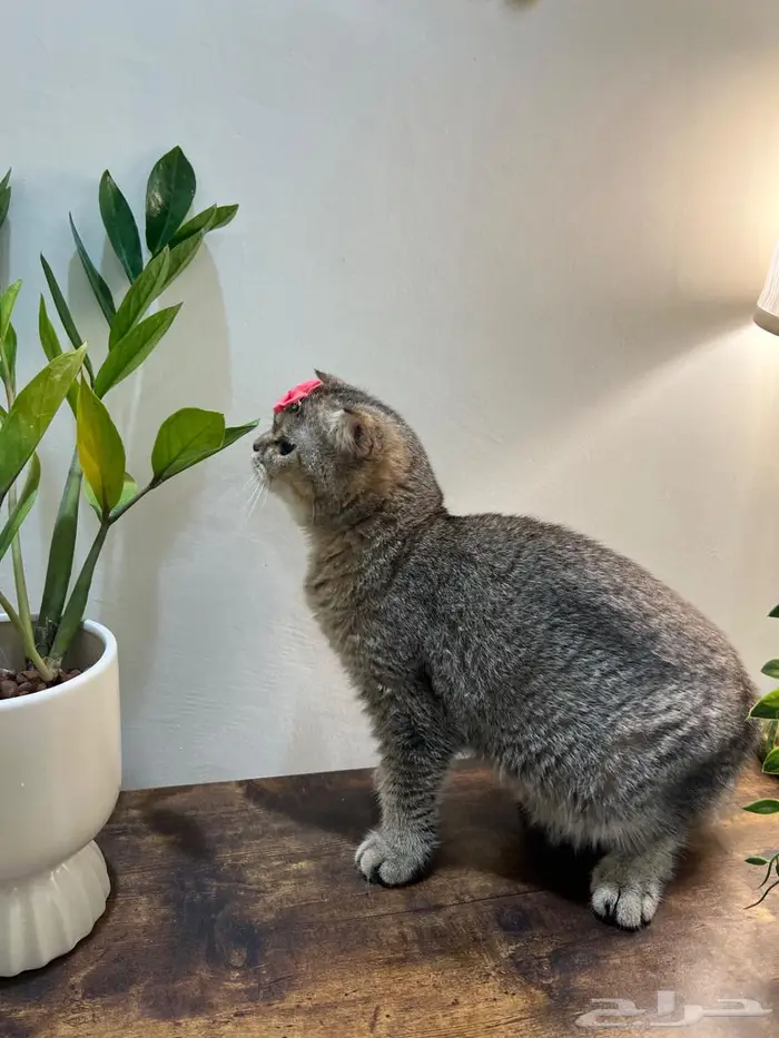 قطه سكوتش فولد 5