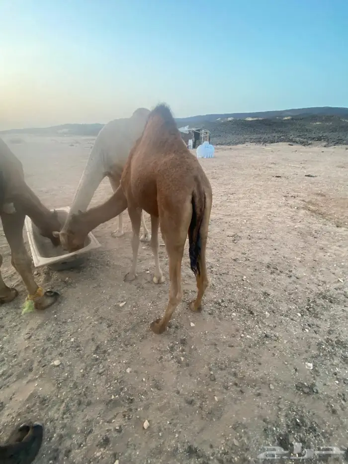 قعود 2