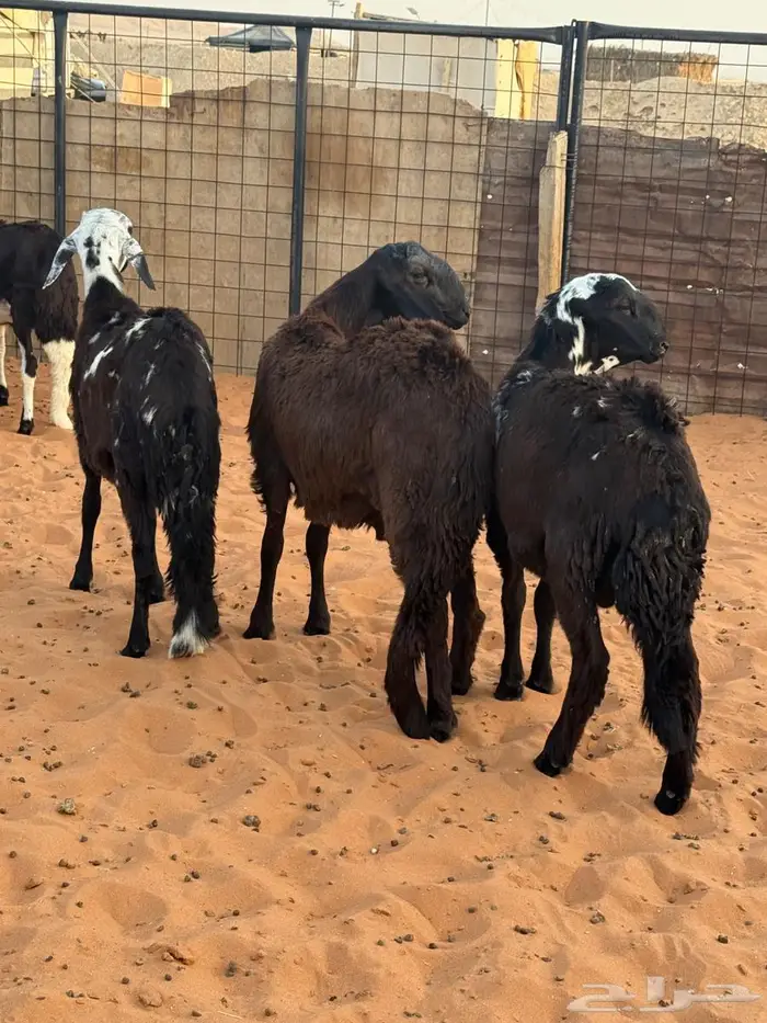 سواكن فاخر مرابي 0