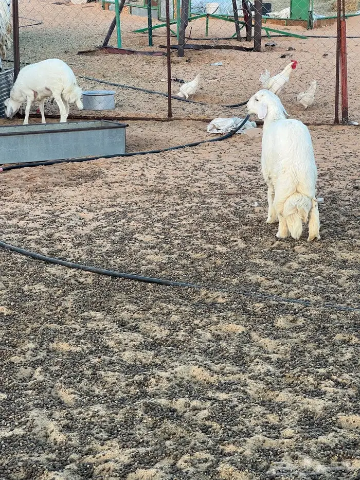 خرفان للبيع 1