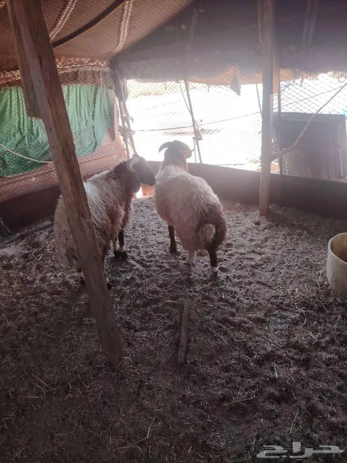 خروف فني 6شهر7شهر 0