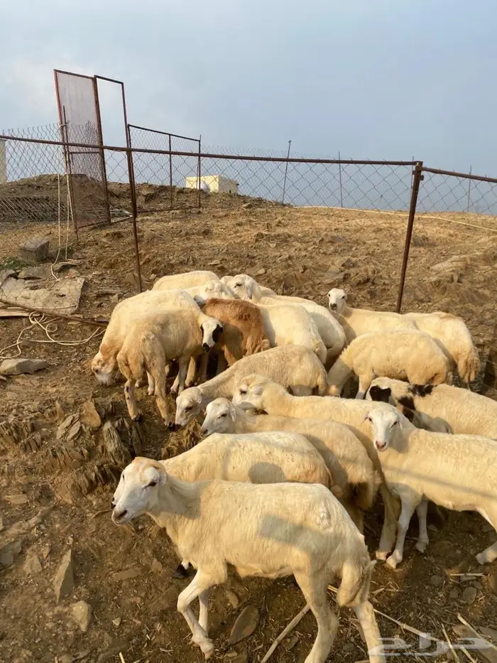 رخال وخرفان للبيع 3