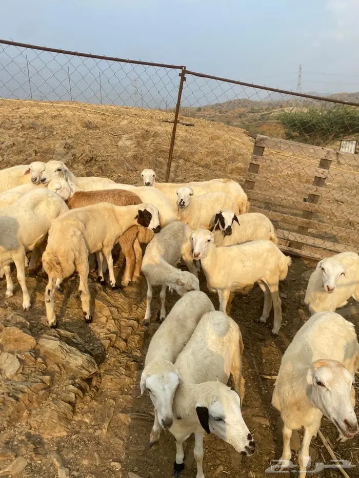 رخال وخرفان للبيع 2