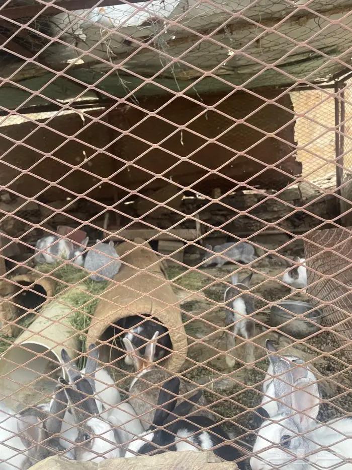 أرانب للبيع العدد 40 وسليمه شرط وكذالك محصنه 1