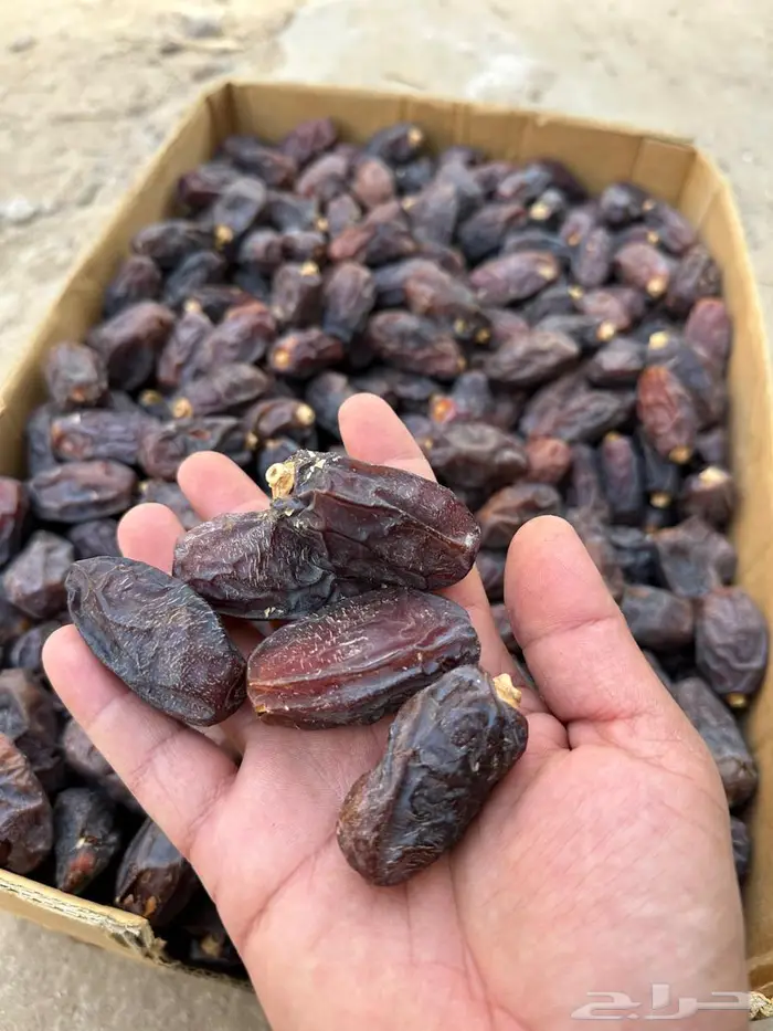 تمر حلوة العلا وبرني العيص 0