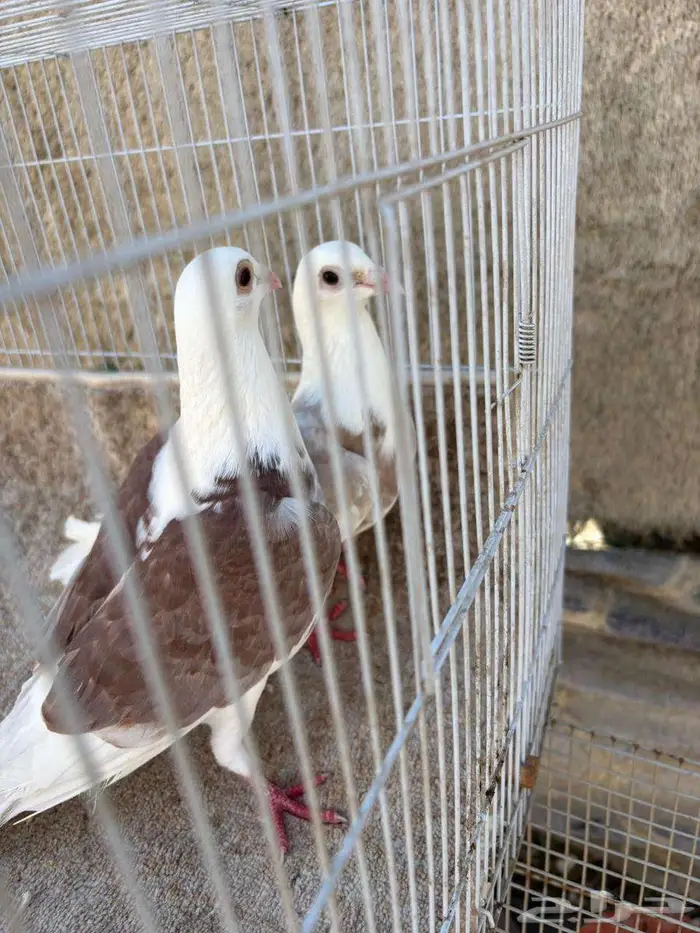 زاجل مكتف 3