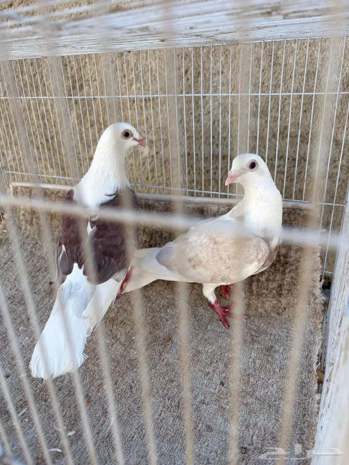 زاجل مكتف 1
