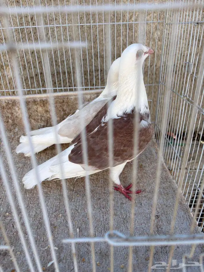 زاجل مكتف 0