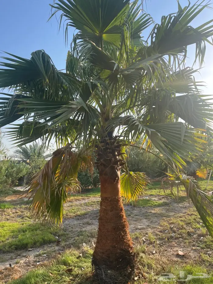 نخيل زينة 2