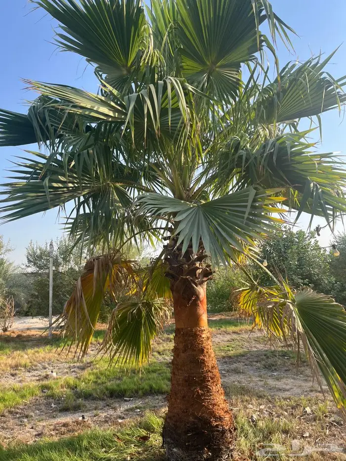 نخيل واشنطونيا 1