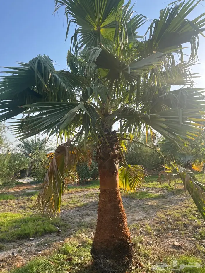 نخيل واشنطونيا 6