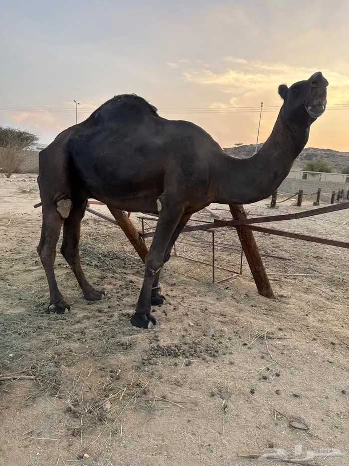 فحل مجهم السن   سديس 0