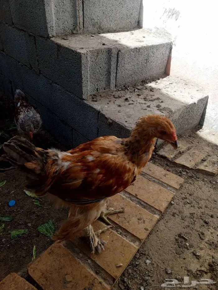 American chicken 0