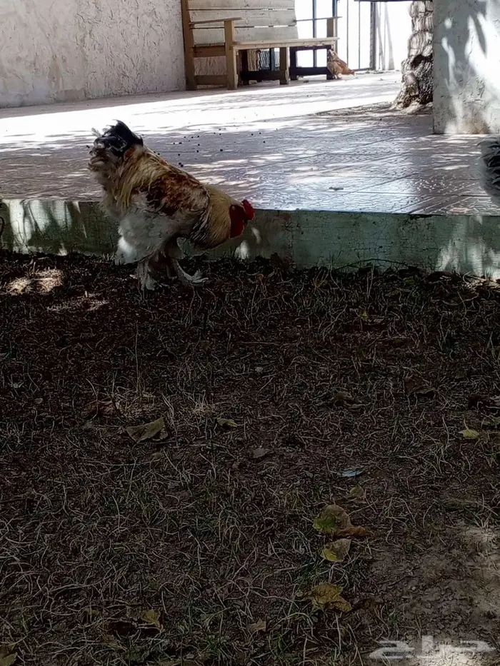 American chicken 3