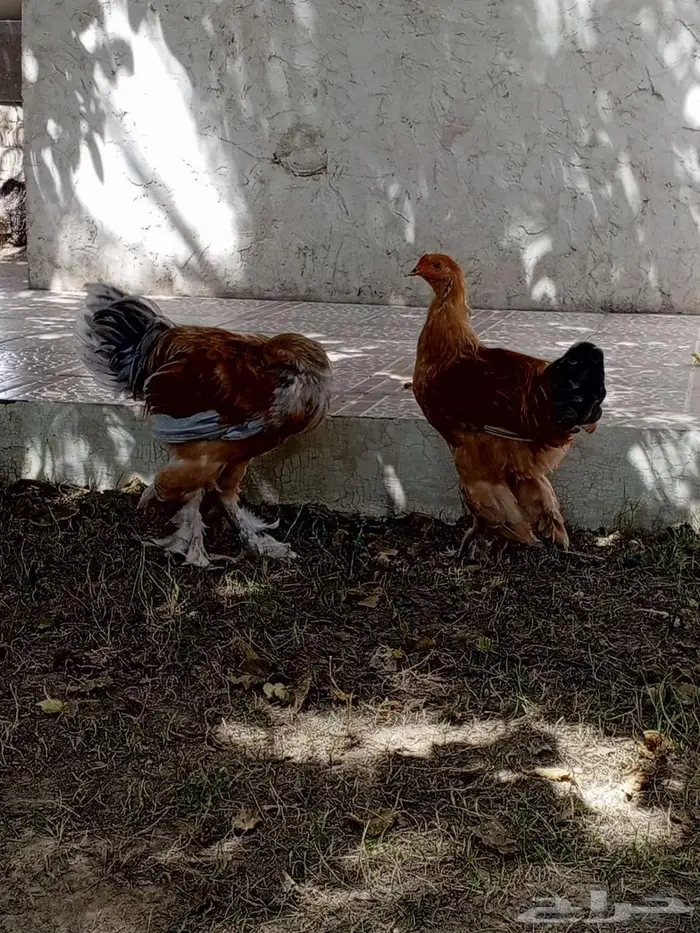 American chicken 2
