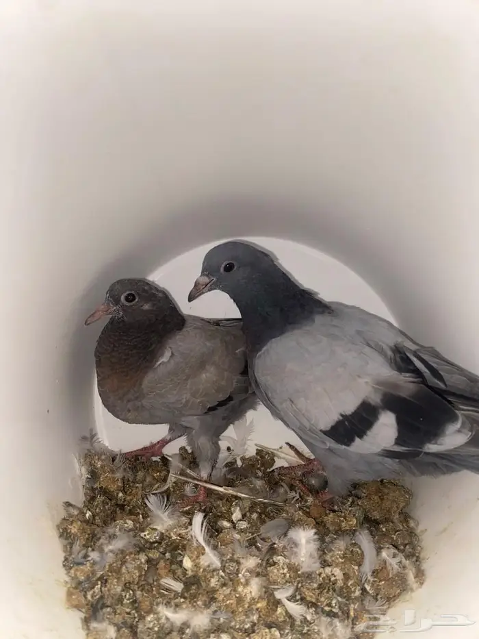 حمام زاجل صغار فروخ مذبوح جاهز ونظيف 2