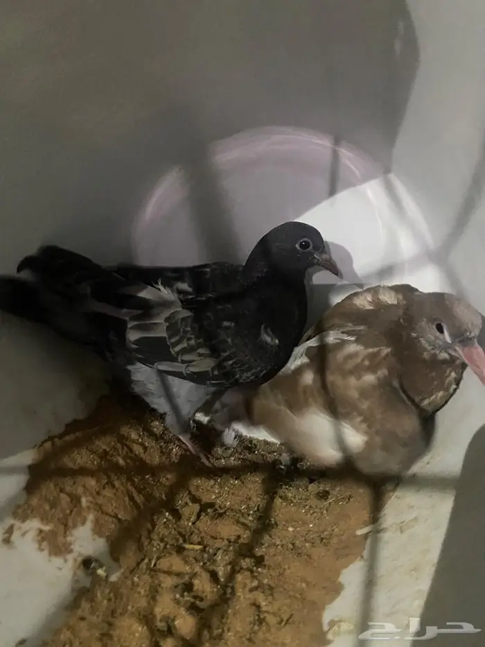 حمام زاجل صغار فروخ مذبوح جاهز ونظيف 4