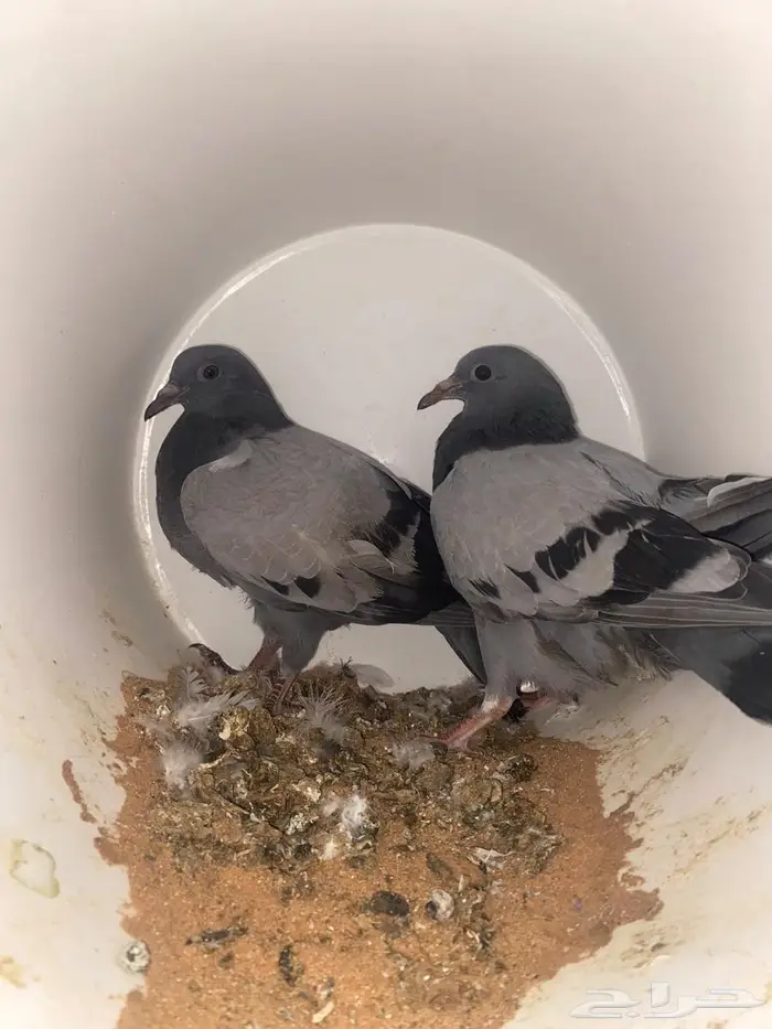 حمام زاجل صغار فروخ مذبوح جاهز ونظيف 3