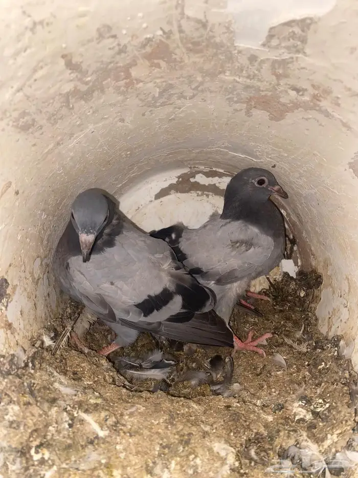 حمام زاجل صغار فروخ مذبوح جاهز ونظيف 5
