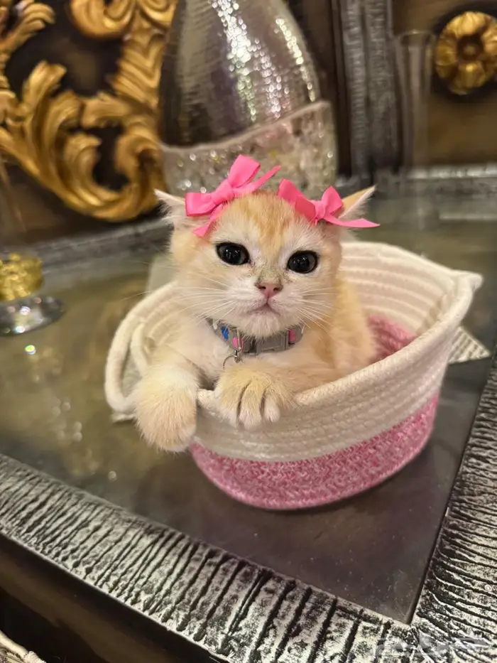 كيتن للبيع سكوتش ستريت 2