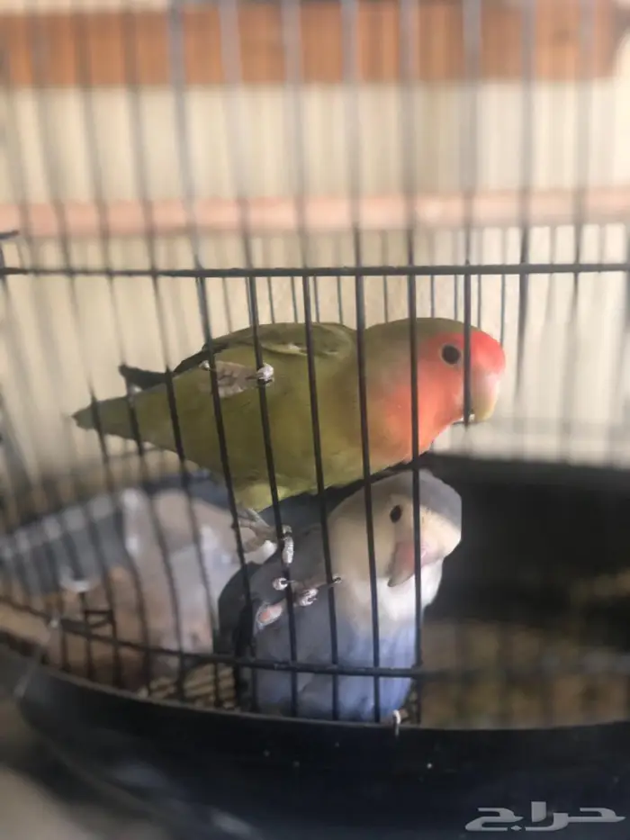 Rose bird for sell 0