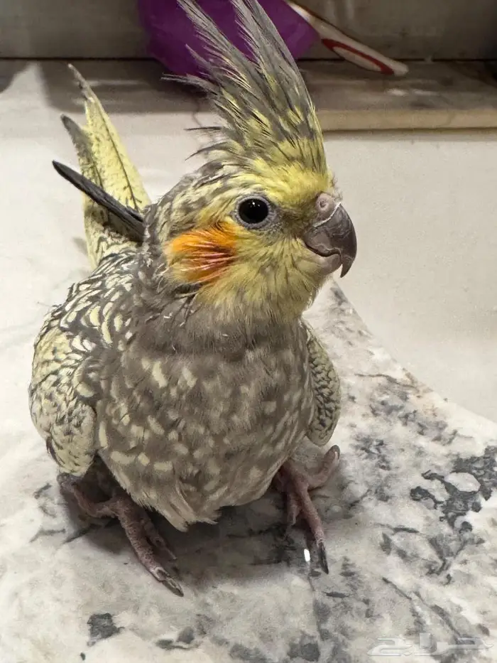 للبيع انثي كروان فرشة منتجة 1