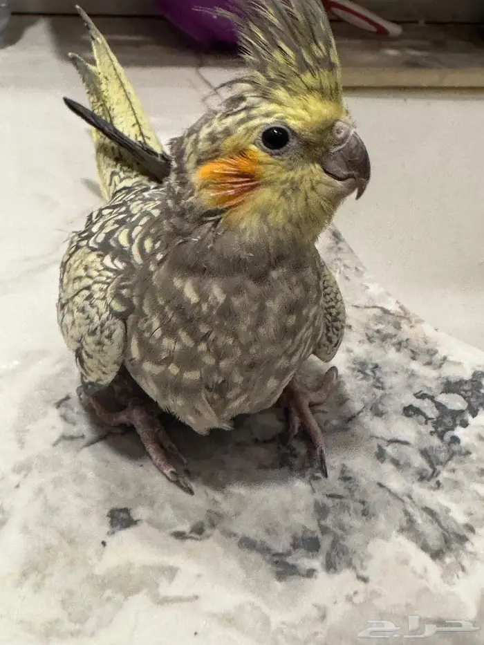 للبيع انثي كروان فرشة منتجة 2